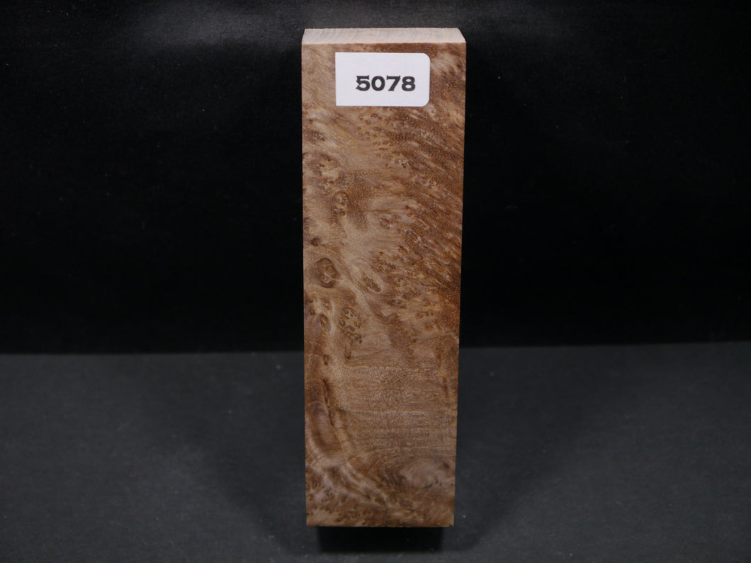 Stabilized Asian Satinwood Burl Block SW5078