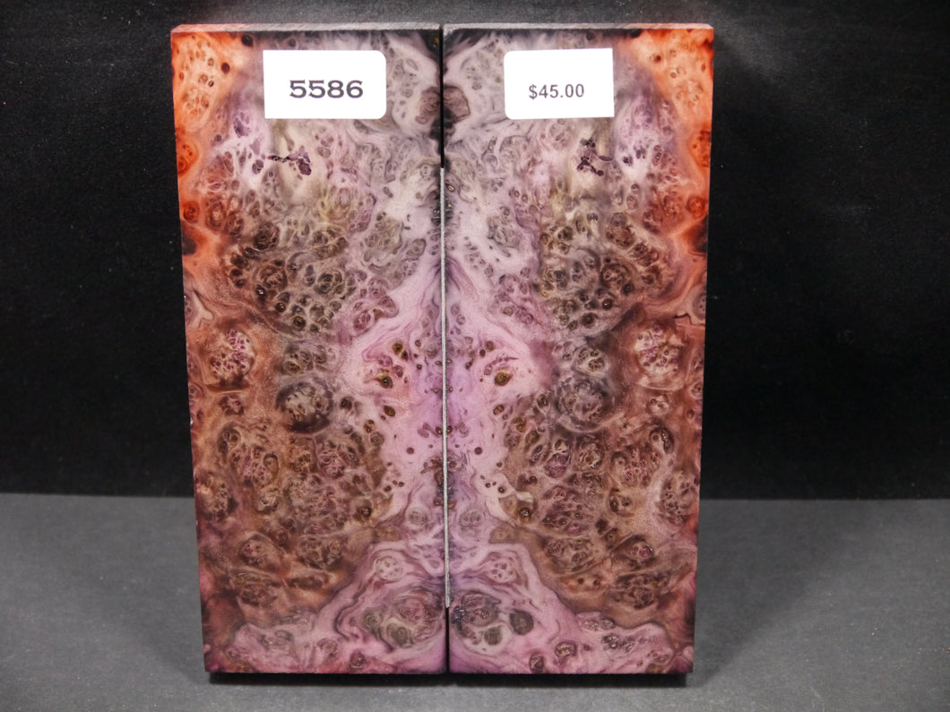 Stabilized Double Dyed Box Elder Scales SW5586
