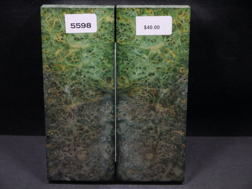 Stabilized Double Dyed Box Elder Scales SW5598