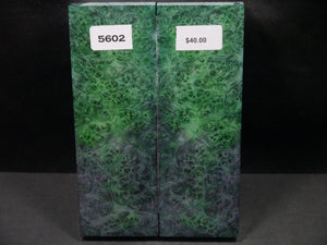 Stabilized Double Dyed Box Elder Scales SW5602