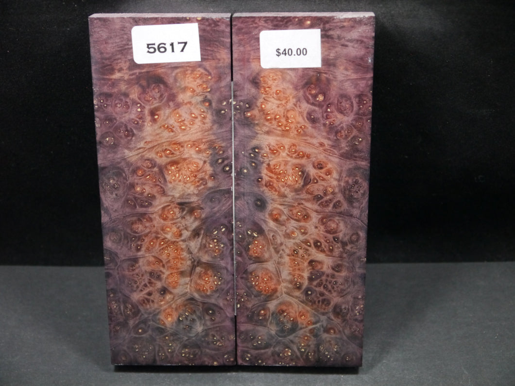 Stabilized Double Dyed Box Elder Scales SW5617
