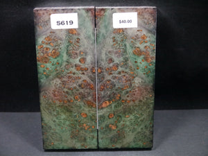 Stabilized Double Dyed Box Elder Scales SW5619