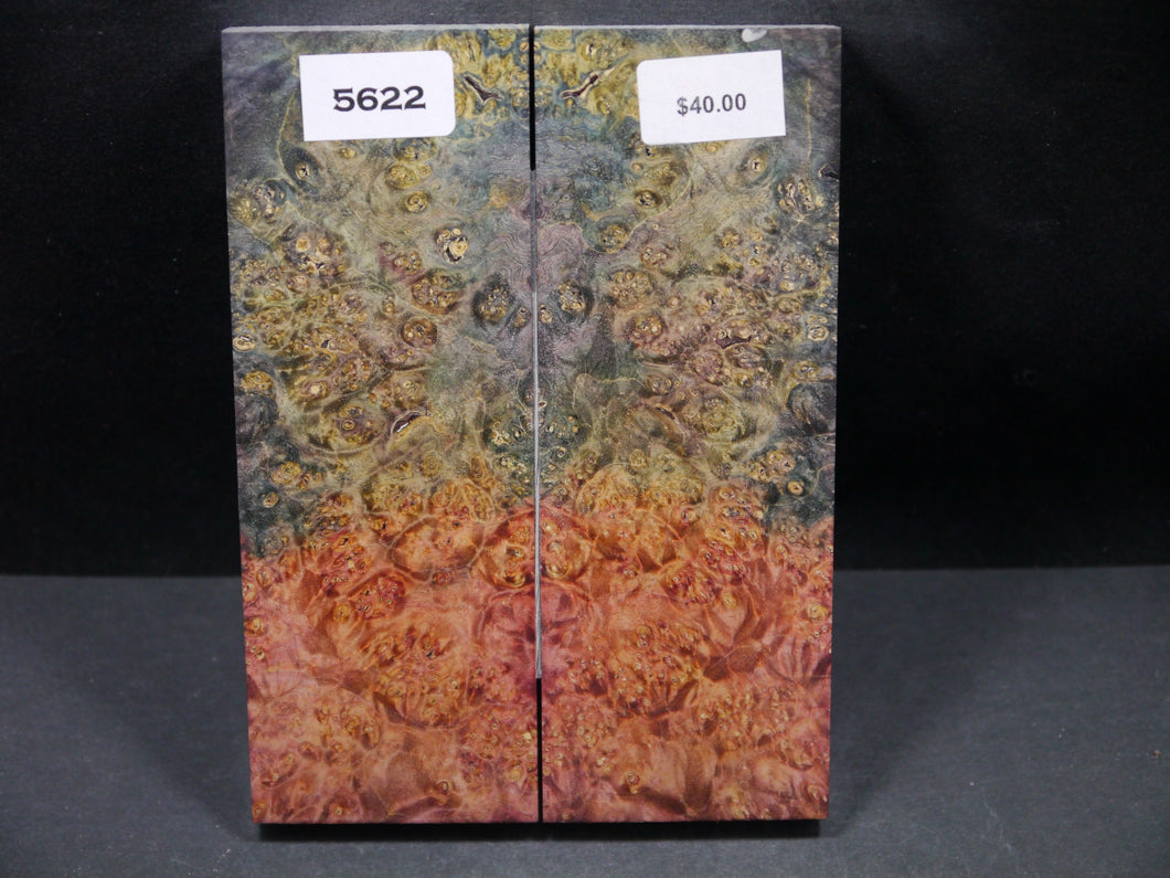 Stabilized Double Dyed Box Elder Scales SW5622