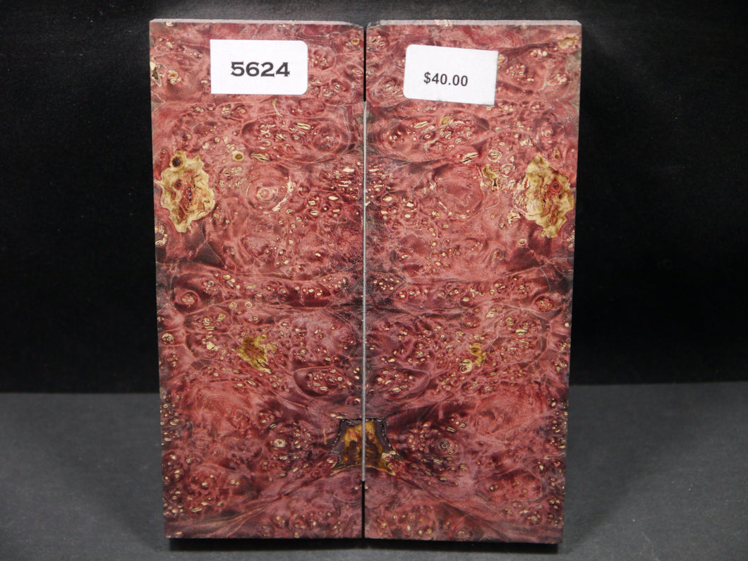Stabilized Double Dyed Box Elder Scales SW5624