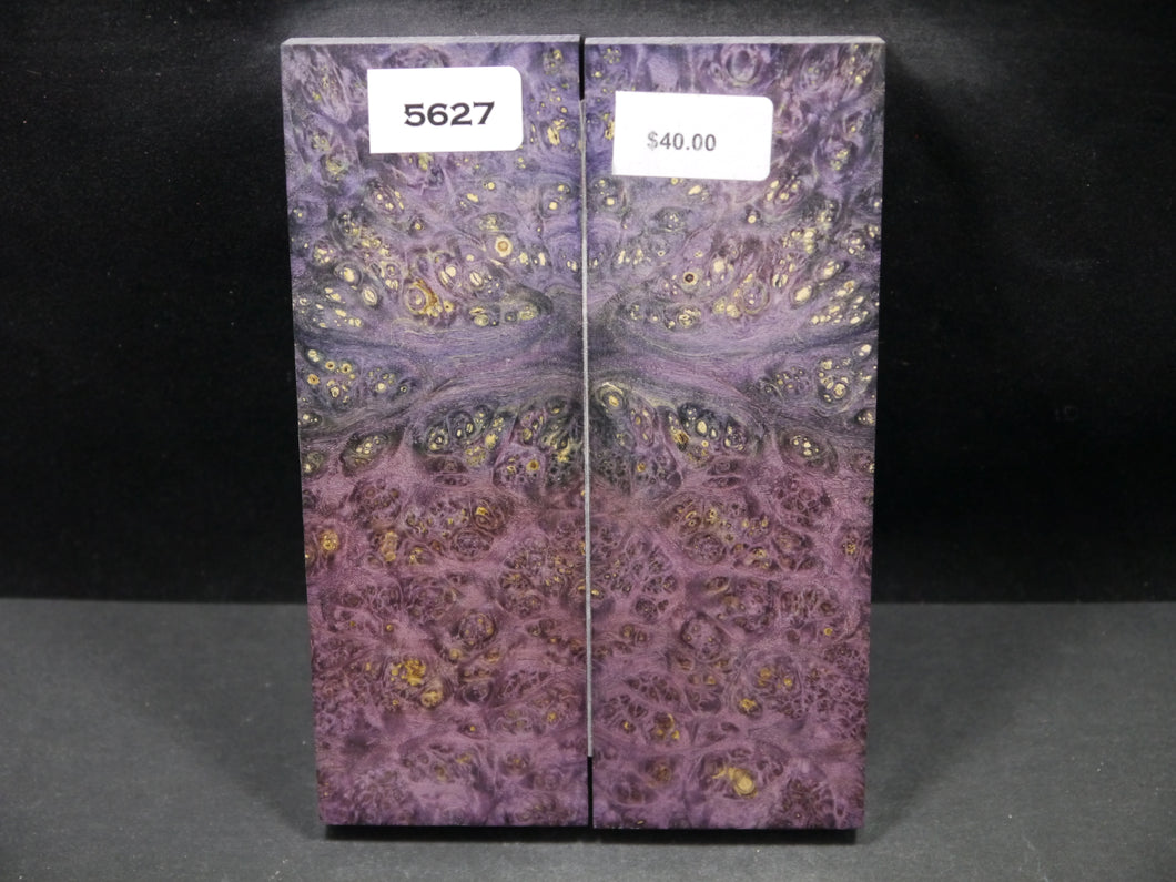 Stabilized Double Dyed Box Elder Scales SW5627