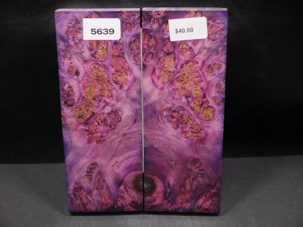 Stabilized Double Dyed Box Elder Scales SW5639
