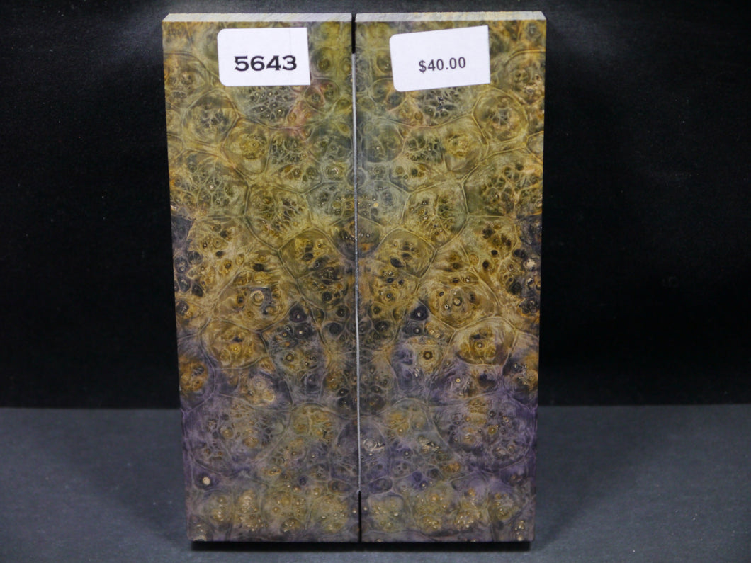 Stabilized Double Dyed Box Elder Scales SW5643