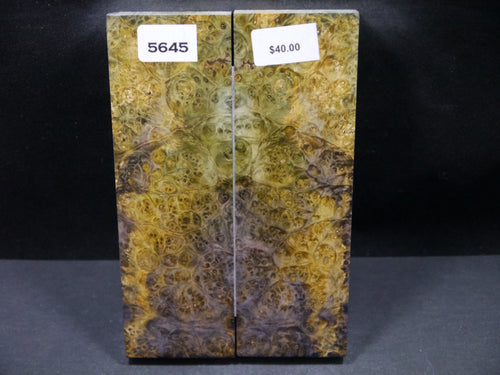 Stabilized Double Dyed Box Elder Scales SW5645