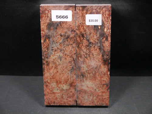 Stabilized Double Dyed Box Elder Scales SW5666