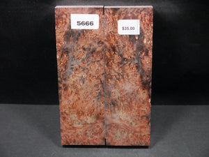 Stabilized Double Dyed Box Elder Scales SW5666
