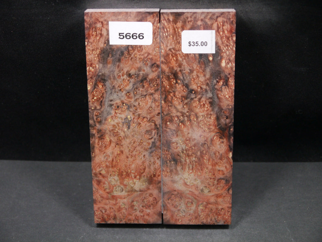 Stabilized Double Dyed Box Elder Scales SW5666