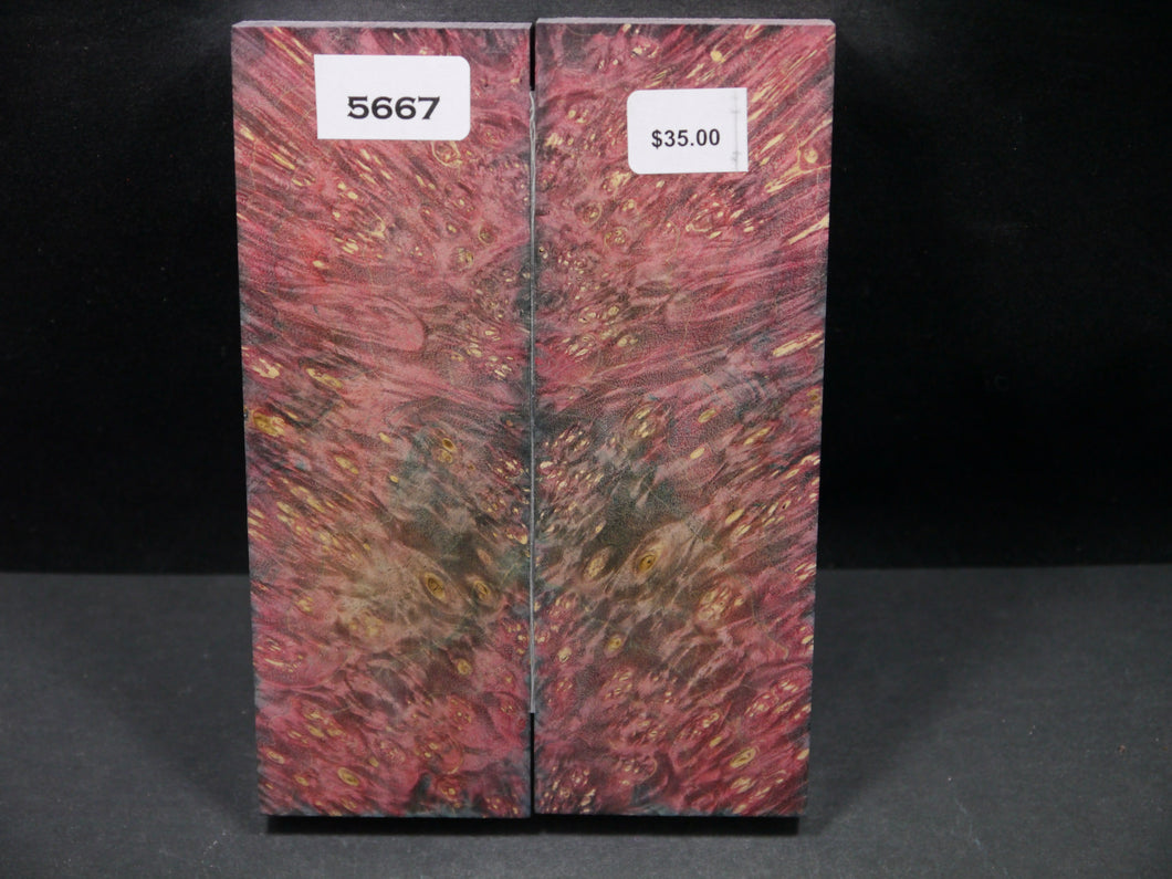 Stabilized Double Dyed Box Elder Scales SW5667