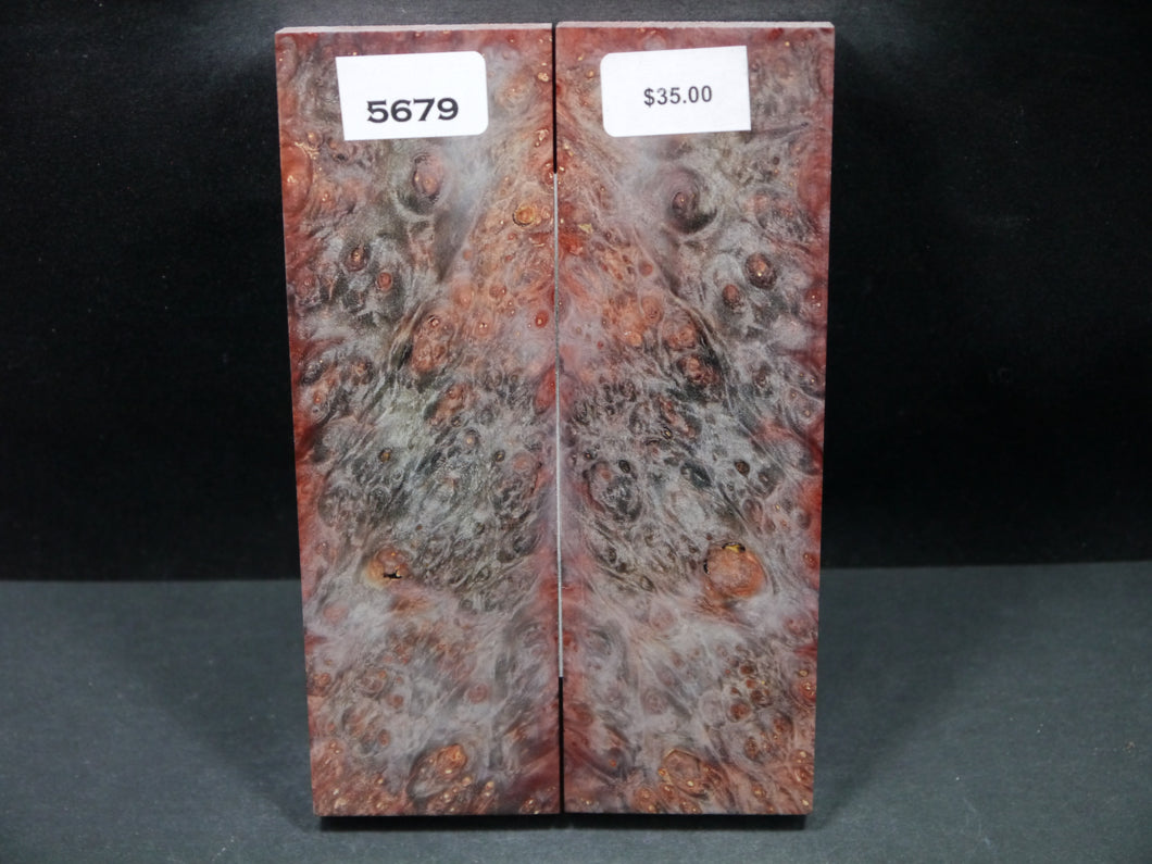 Stabilized Double Dyed Box Elder Scales SW5679
