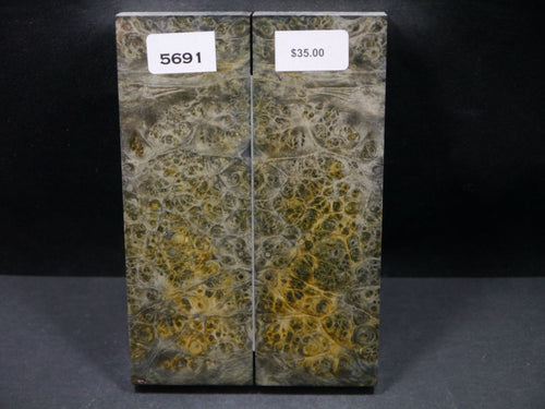 Stabilized Double Dyed Box Elder Scales SW5691