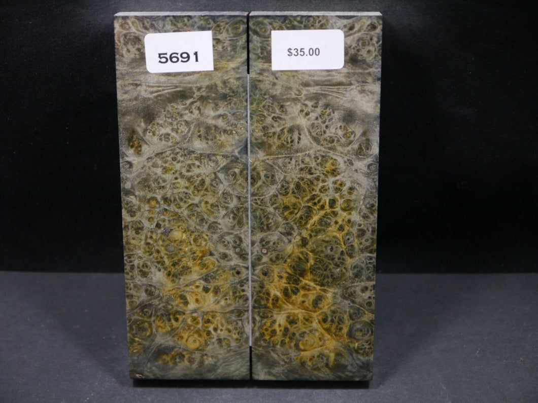 Stabilized Double Dyed Box Elder Scales SW5691