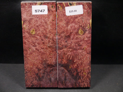 Stabilized Double Dyed Box Elder Scales SW5747