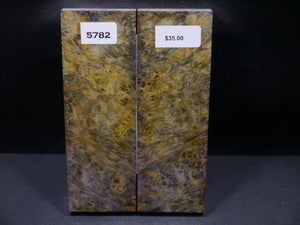 Stabilized Double Dyed Box Elder Scales SW5782