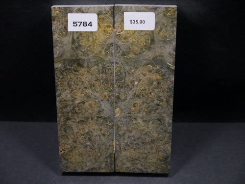 Stabilized Double Dyed Box Elder Scales SW5784
