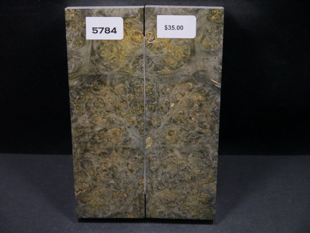 Stabilized Double Dyed Box Elder Scales SW5784