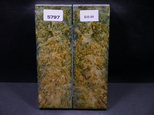 Stabilized Double Dyed Box Elder Scales SW5797