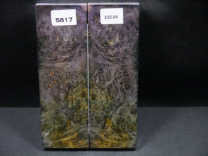 Stabilized Double Dyed Box Elder Scales SW5817