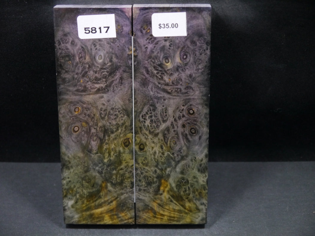 Stabilized Double Dyed Box Elder Scales SW5817