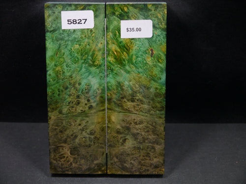 Stabilized Double Dyed Box Elder Scales SW5827