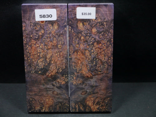 Stabilized Double Dyed Box Elder Scales SW5830