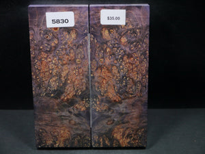 Stabilized Double Dyed Box Elder Scales SW5830