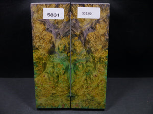 Stabilized Double Dyed Box Elder Scales SW5831