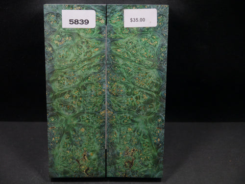 Stabilized Double Dyed Box Elder Scales SW5839