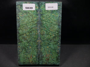 Stabilized Double Dyed Box Elder Scales SW5839