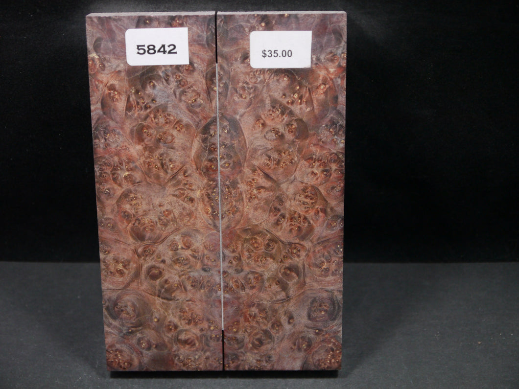 Stabilized Double Dyed Box Elder Scales SW5842