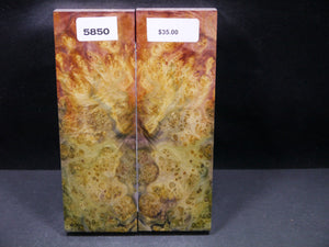 Stabilized Double Dyed Box Elder Scales SW5850
