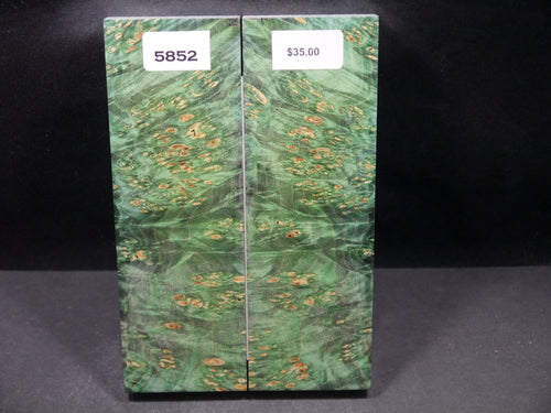 Stabilized Double Dyed Box Elder Scales SW5852
