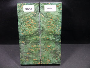 Stabilized Double Dyed Box Elder Scales SW5852