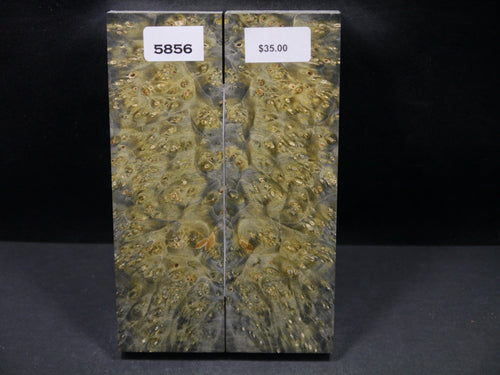 Stabilized Double Dyed Box Elder Scales SW5856