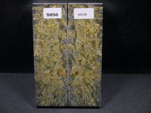 Stabilized Double Dyed Box Elder Scales SW5856