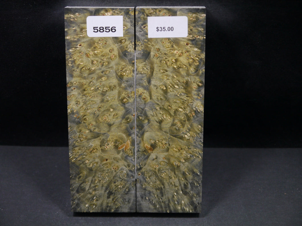 Stabilized Double Dyed Box Elder Scales SW5856