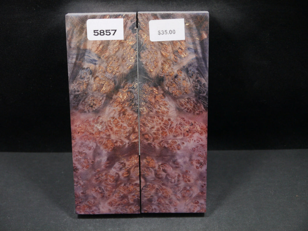 Stabilized Double Dyed Box Elder Scales SW5857