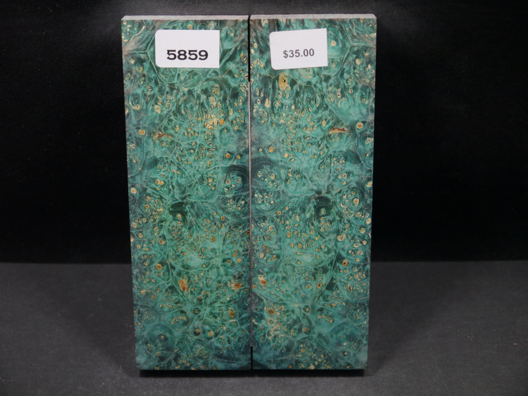 Stabilized Double Dyed Box Elder Scales SW5859