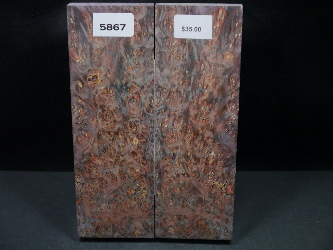Stabilized Double Dyed Box Elder Scales SW5867