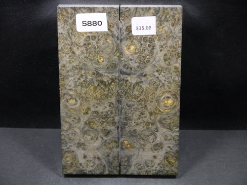 Stabilized Double Dyed Box Elder Scales SW5880