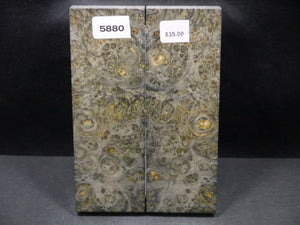 Stabilized Double Dyed Box Elder Scales SW5880
