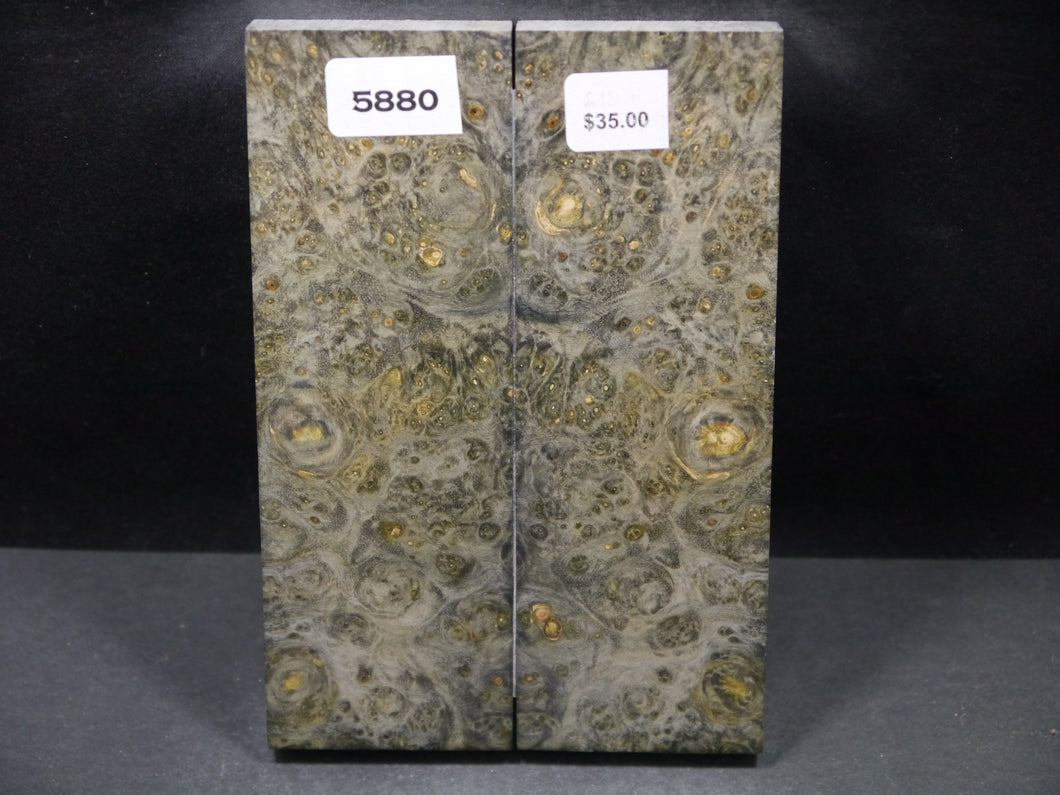 Stabilized Double Dyed Box Elder Scales SW5880