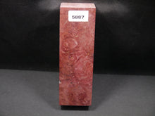 Stabilized Dyed Maple Burl Block SW5887